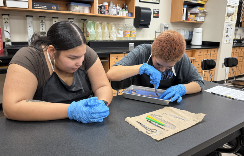 Zoology Dissection