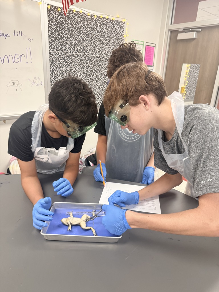 Frog Dissection