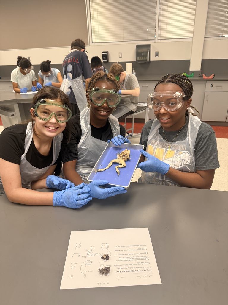 Frog Dissection