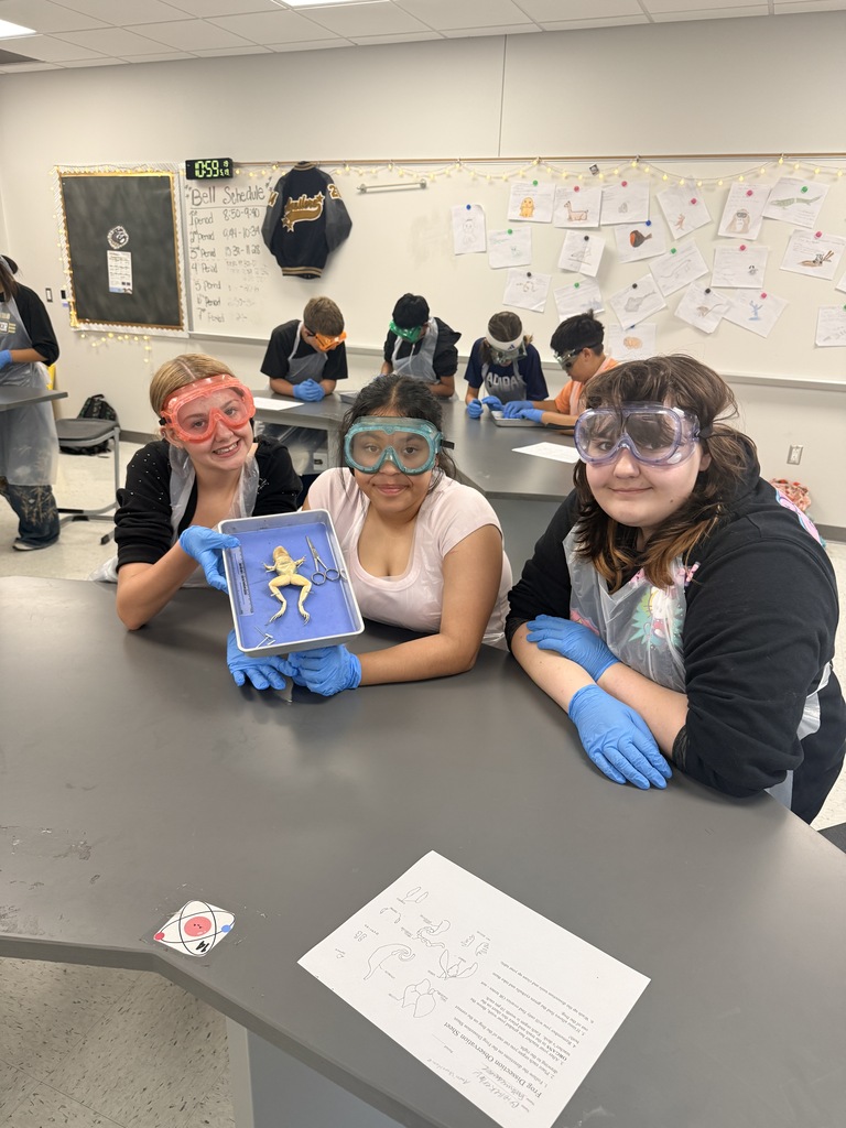 Frog Dissection