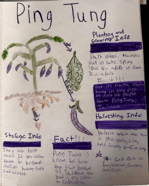 Ping Tung Eggplant