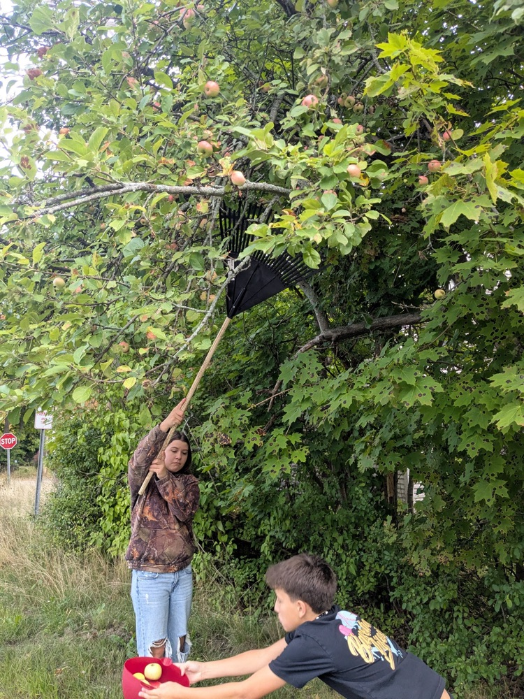 forging for apples