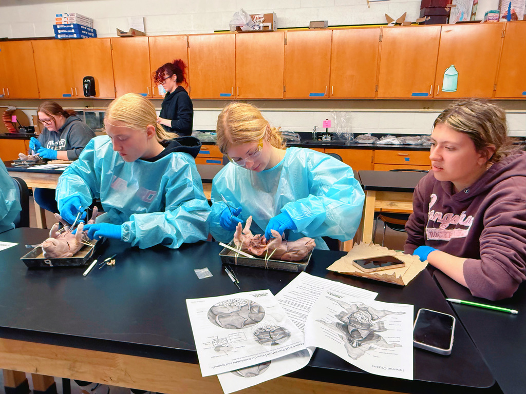Fetal Pigs