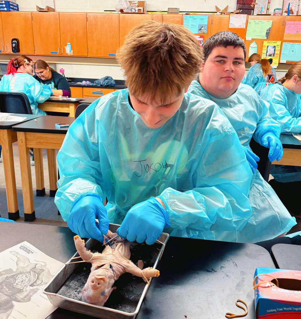 Fetal Pigs