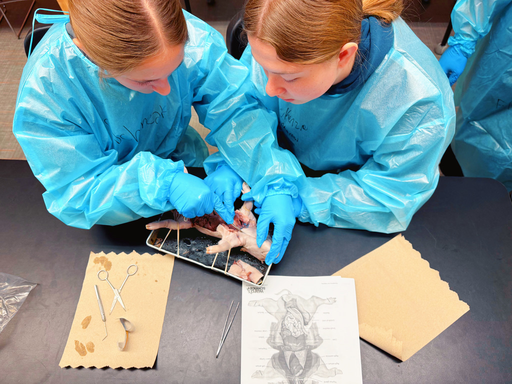 Fetal Pigs