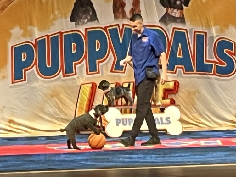 Puppy Pals Live
