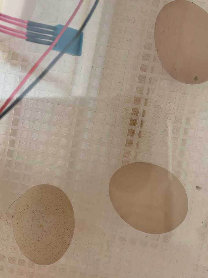 eggs in incubator