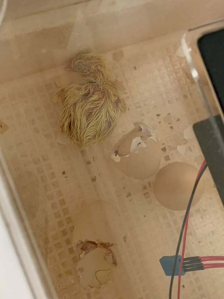 Baby Chick Hatching