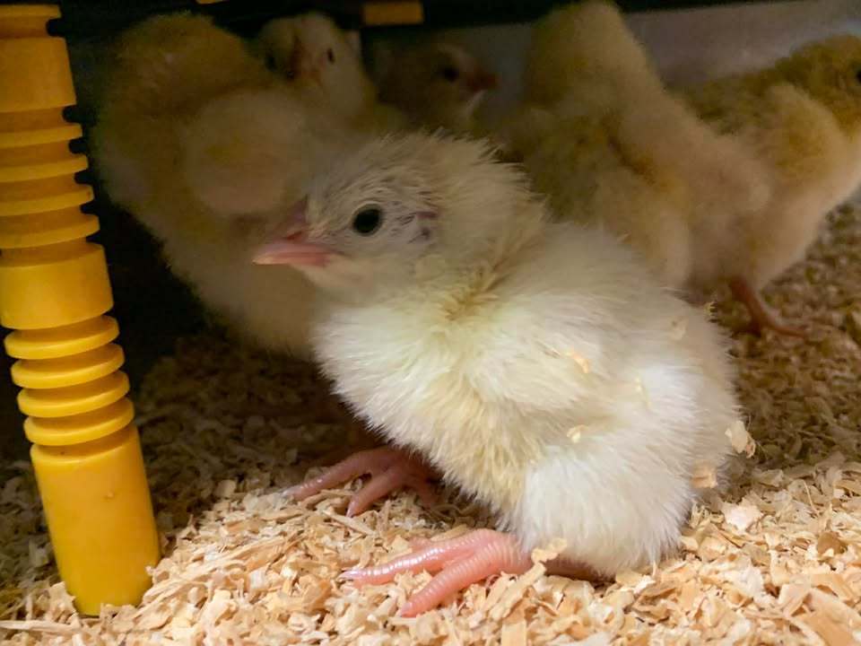 Baby Chicks