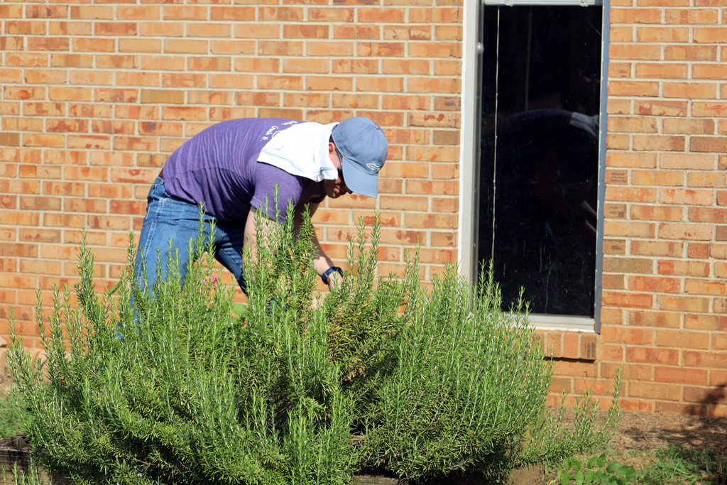 Person tending to a bush in front of a red brick building.