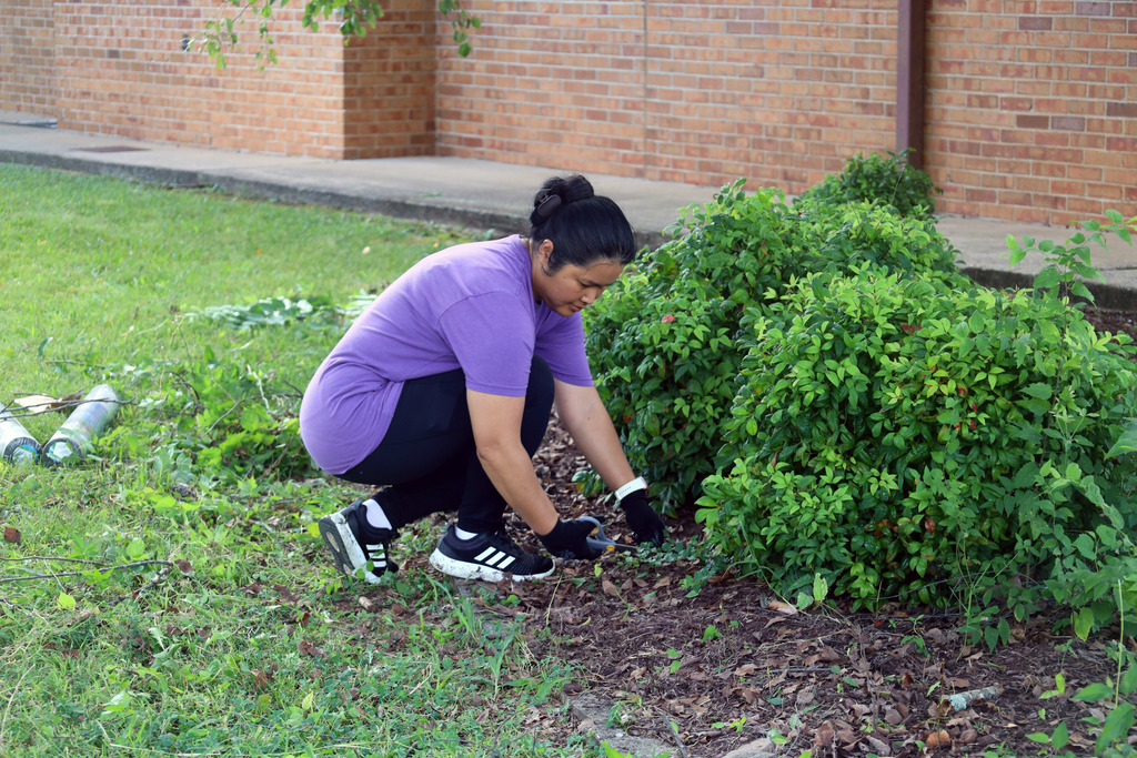 A person in a purple shirt and black pants is gardening in a grassy area with shrubs.