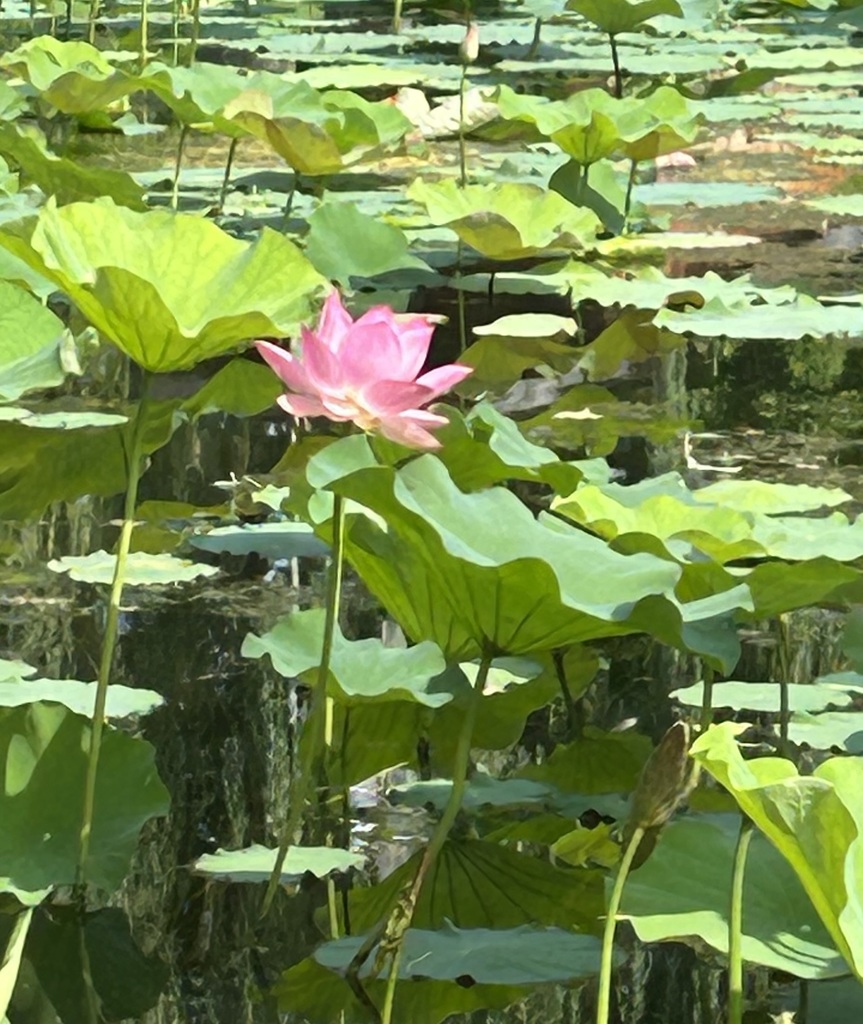 Lily pad flower