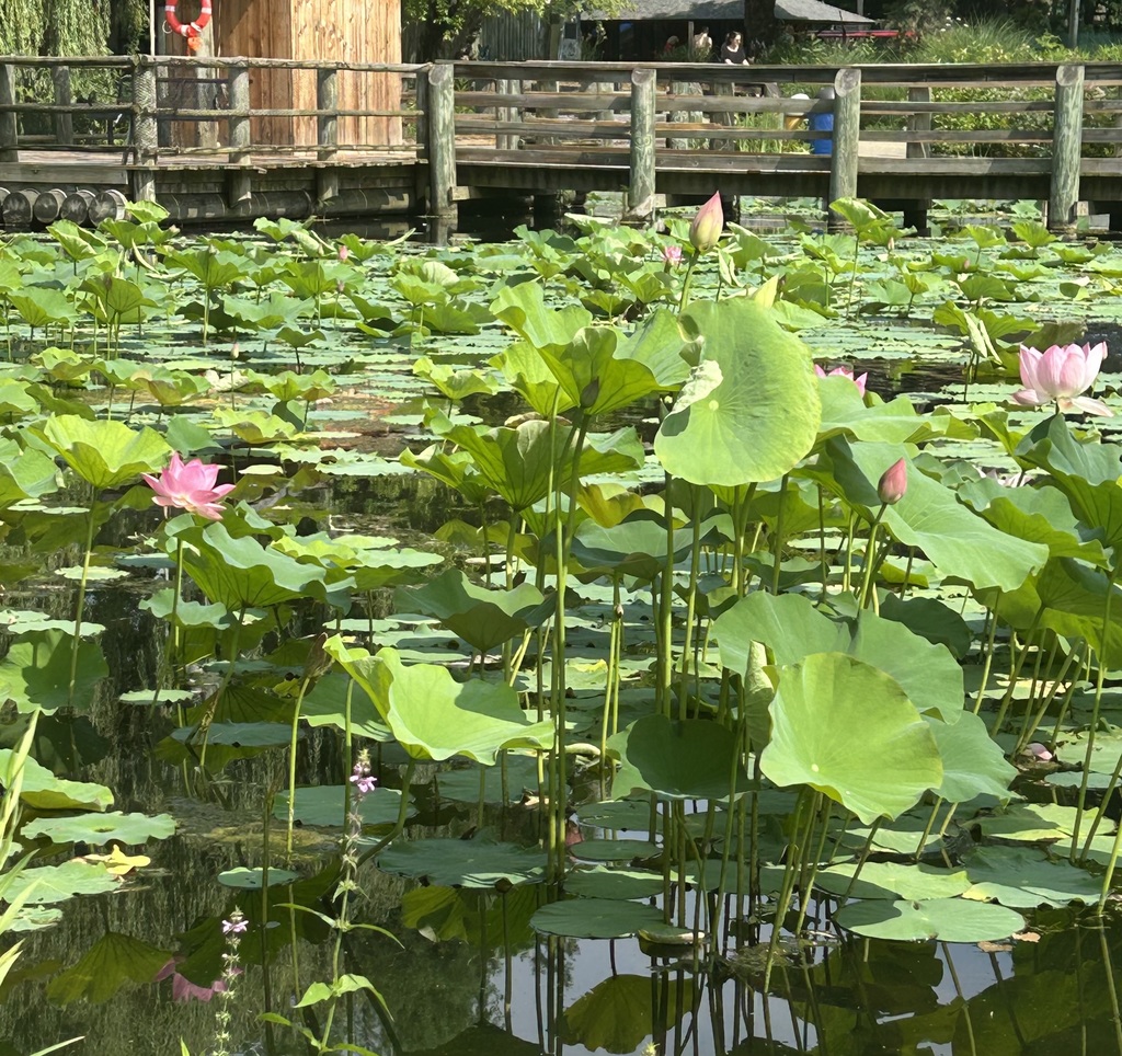 Lily pad