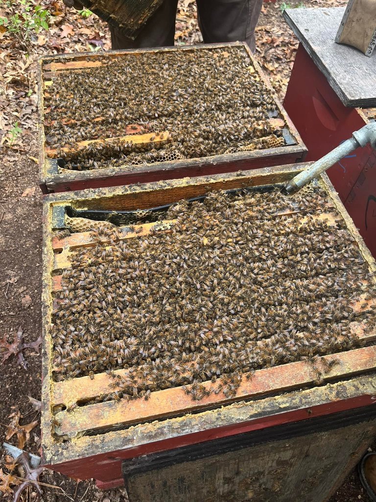 Bees