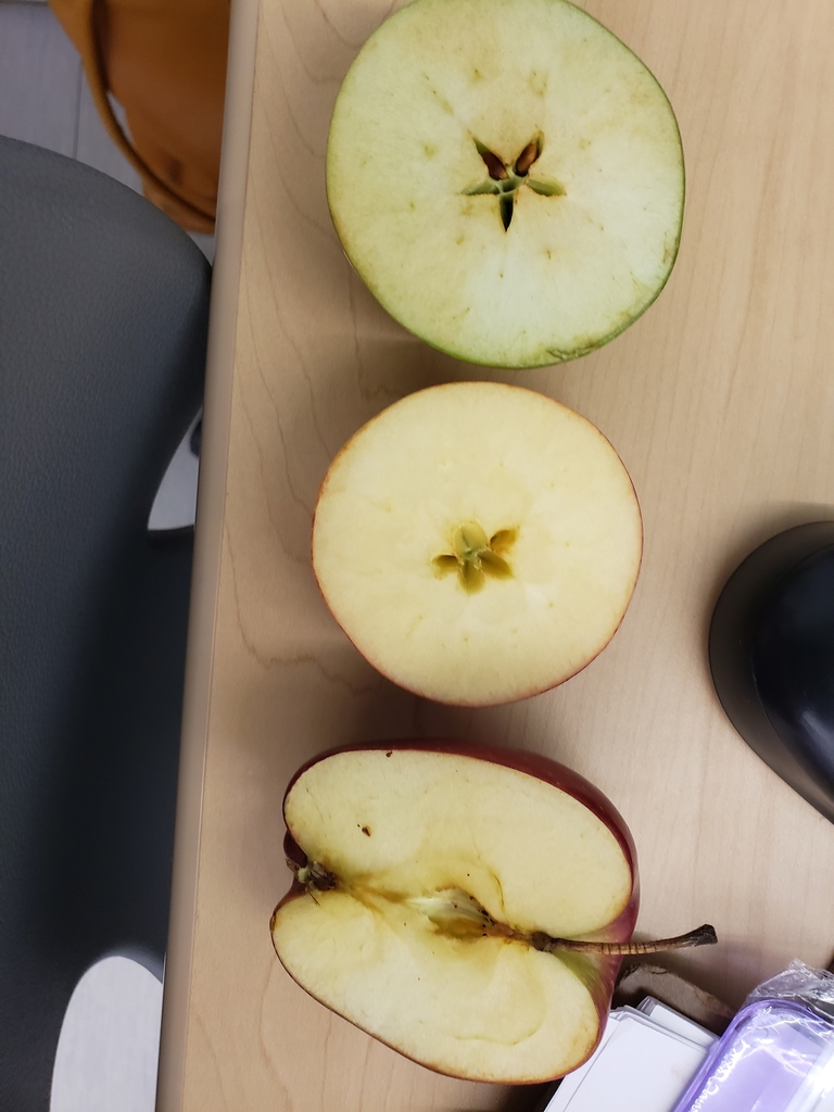 Picture of different types of apples and what they look like on the inside.