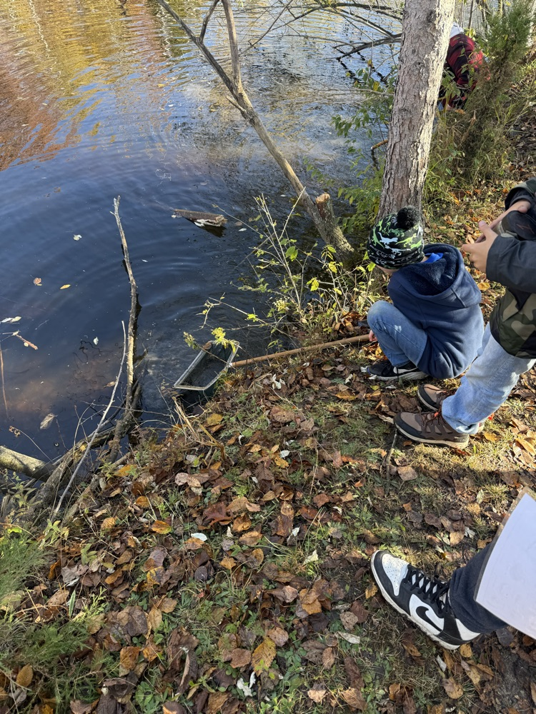 Kids scooping nets into the pond