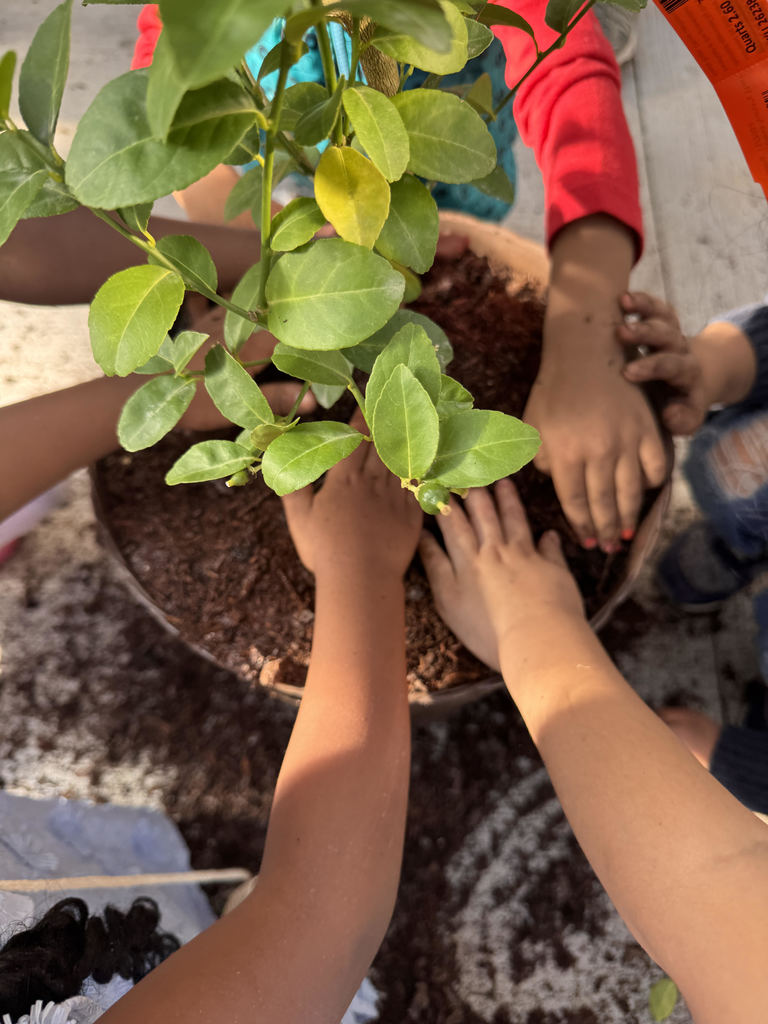 Students helping replant fruit tree.