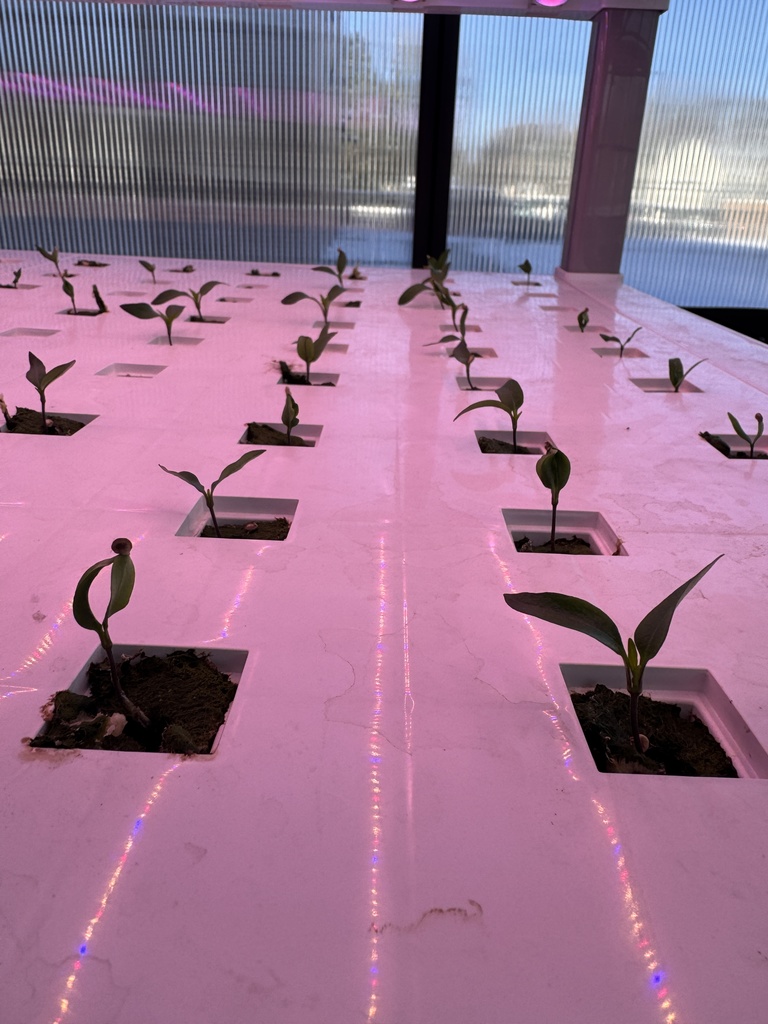 Bell peppers sprouting in greenhouse. 