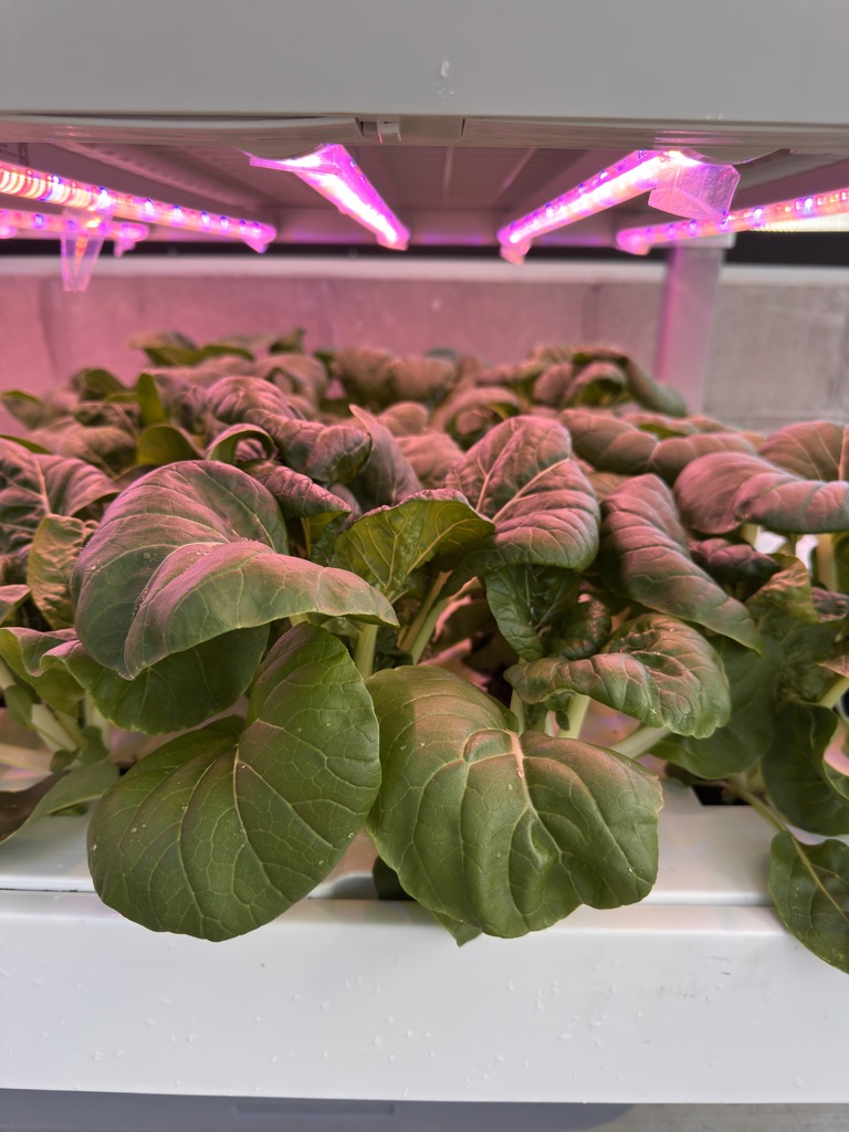 Bok choy growing in greenhouse. 