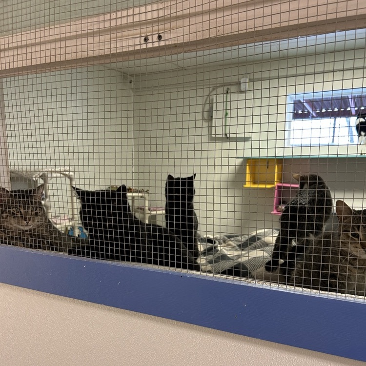 Amazing Grace Animal Rescue