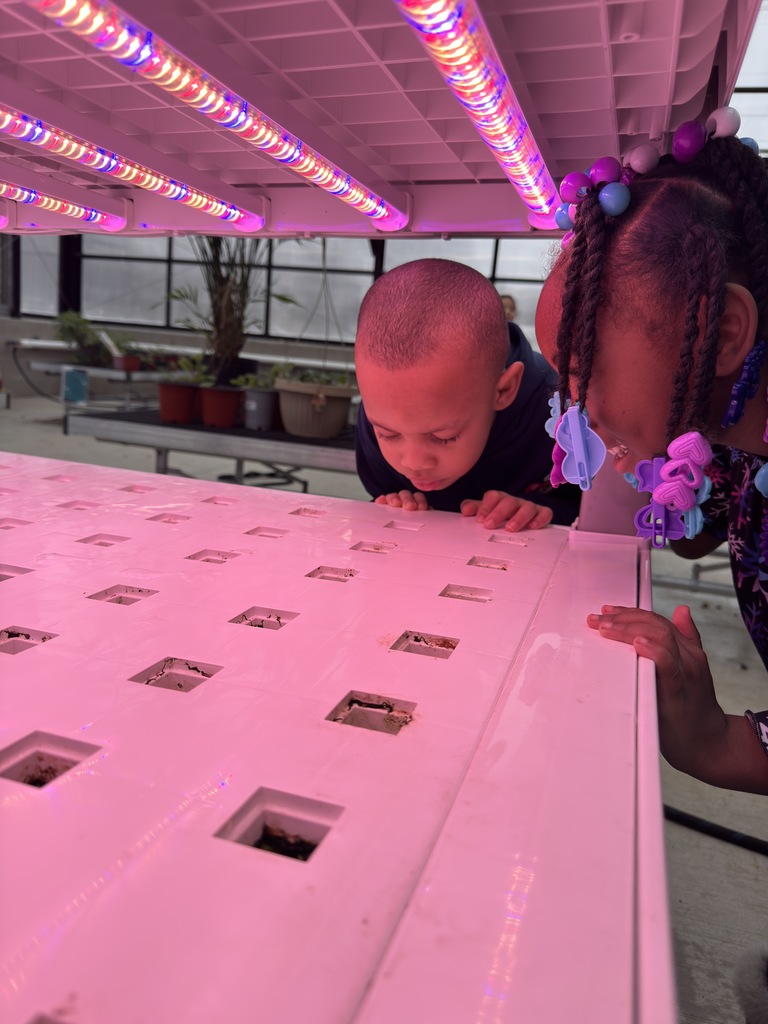 Students transplanting pepper plants. 