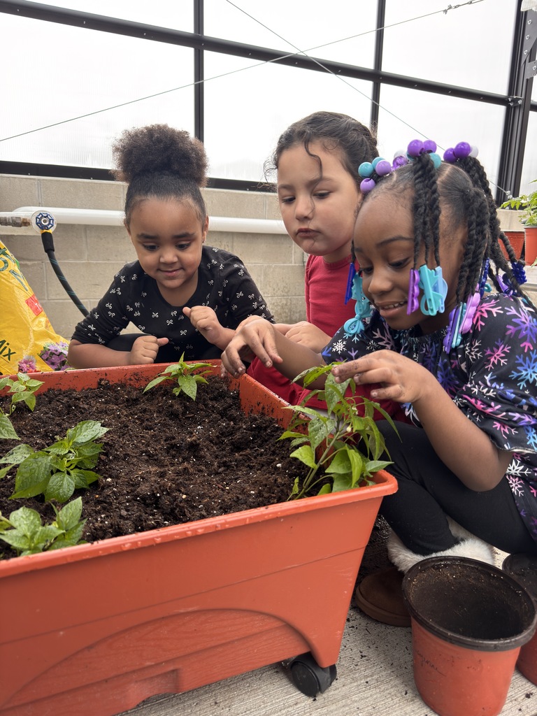 Students transplanting pepper plants. 