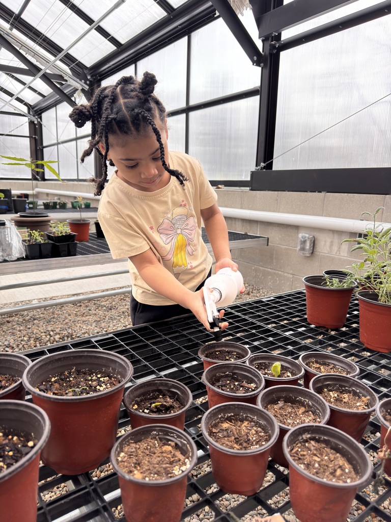 Students transplanting pepper plants. 