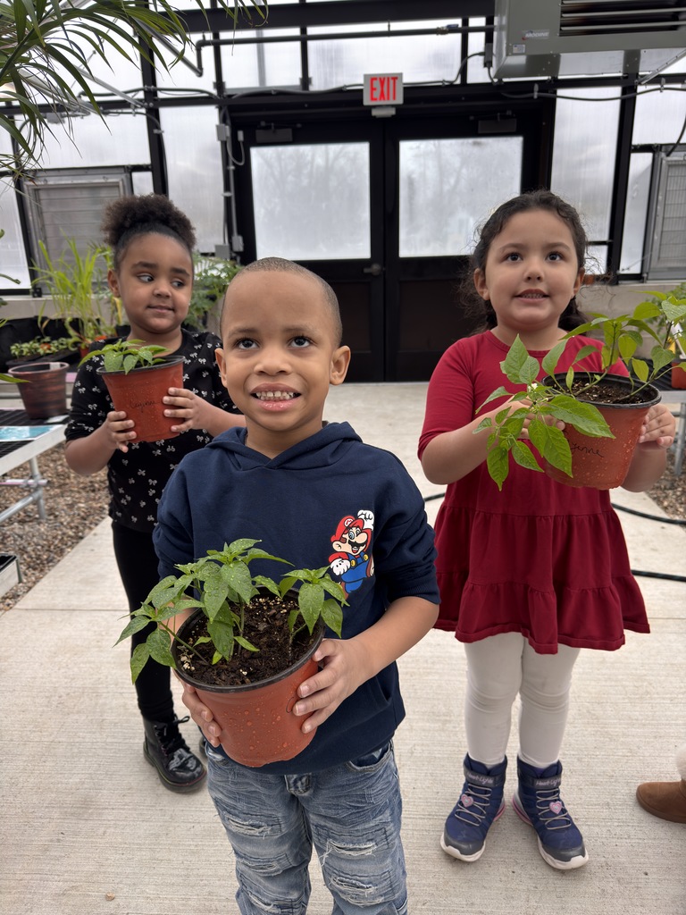 Students transplanting pepper plants. 