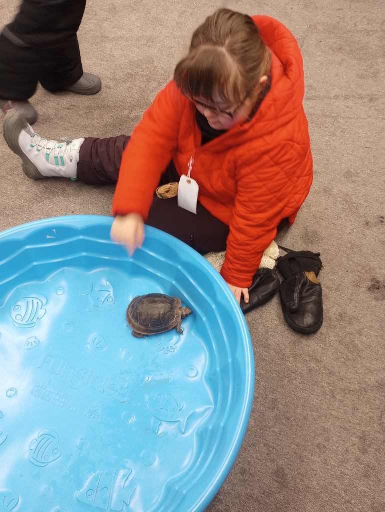 student looking at turtle 