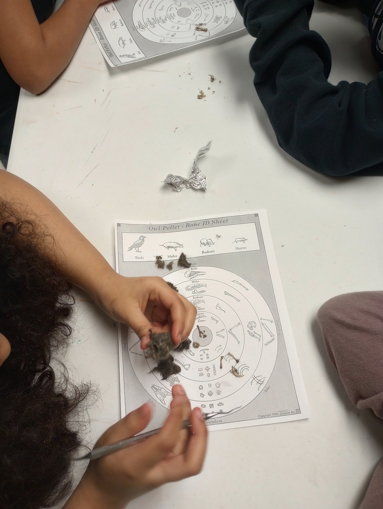 Students dissectimg owl pellets.