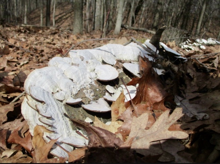 mushrooms and leaves