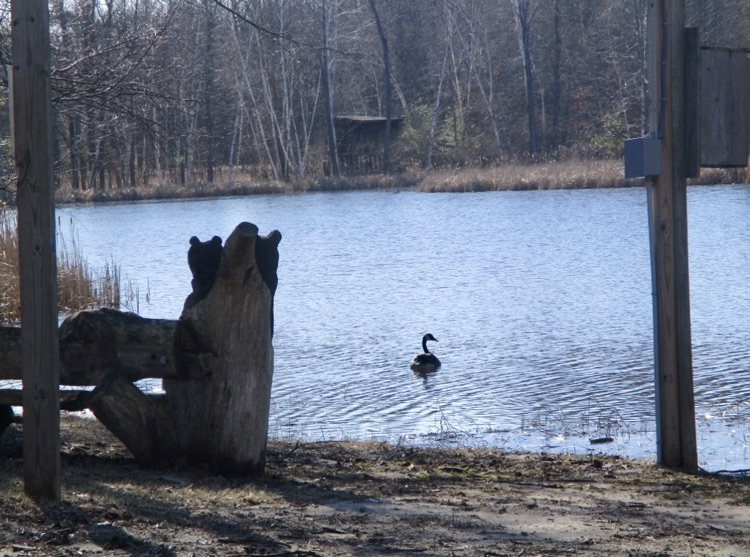 Canada Goose on pond