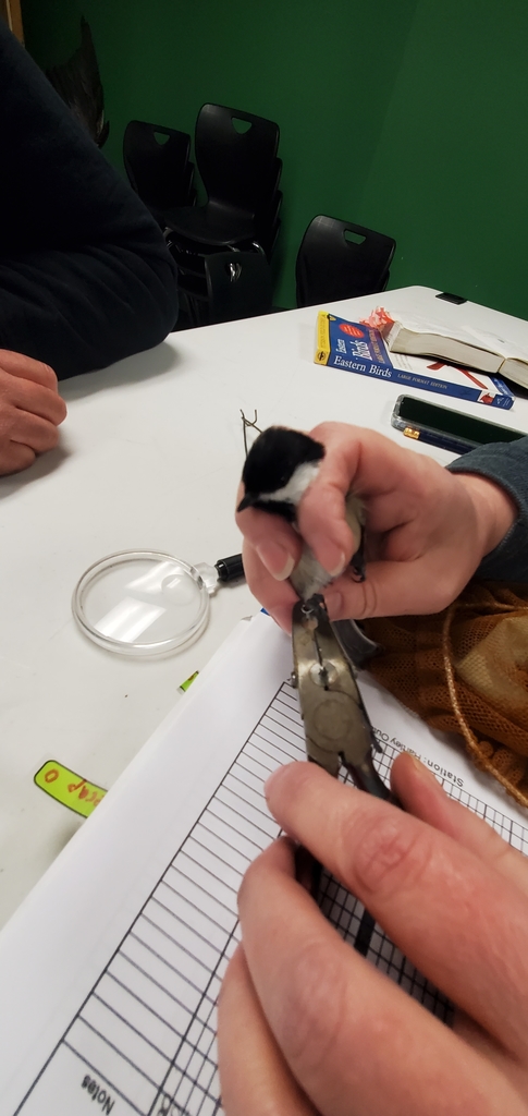 bird with pliers being banded
