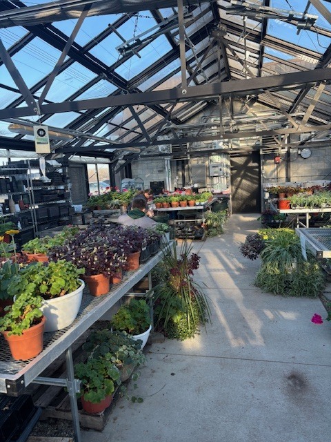 Greenhouse photo of plants