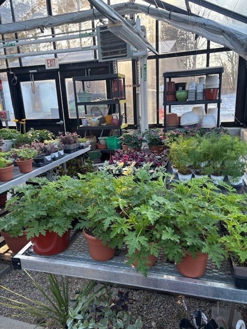 Greenhouse photo of plants