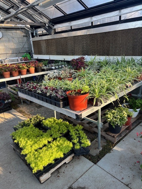 Greenhouse photo of plants