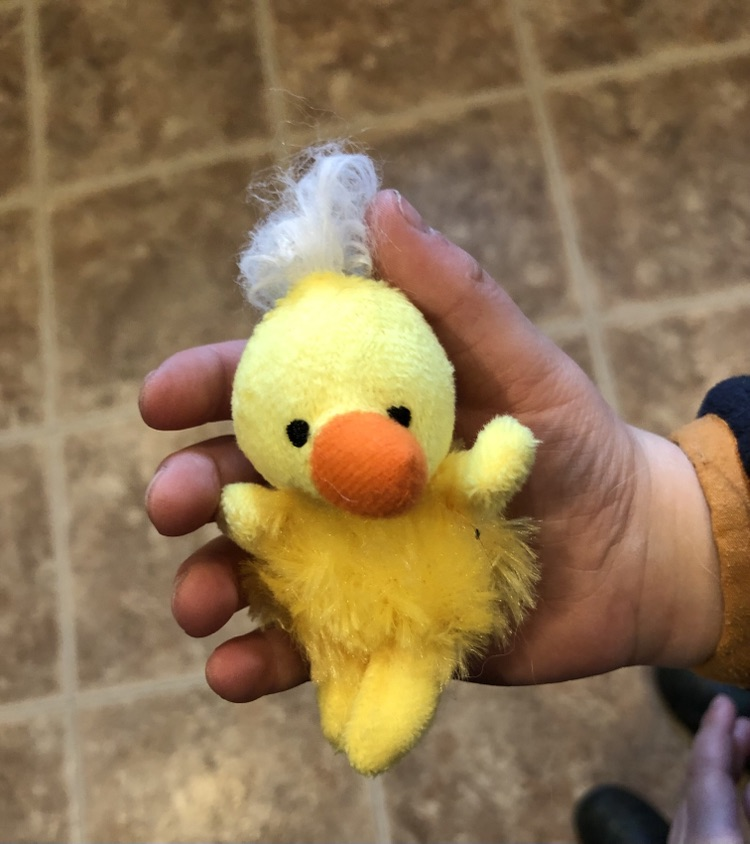 Showing off a new pet! 