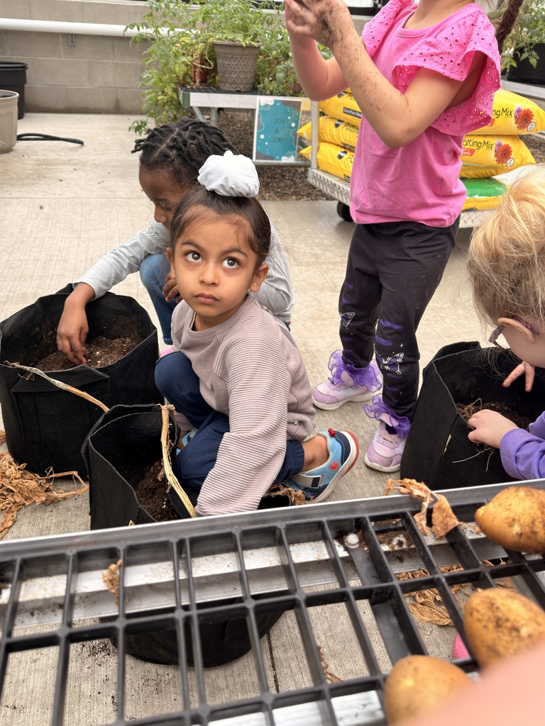 Students harvesting potatoes. 