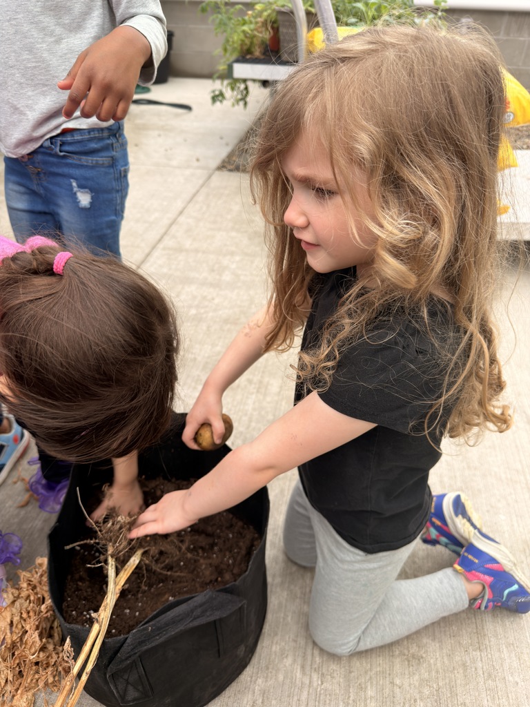 Students harvesting potatoes. 
