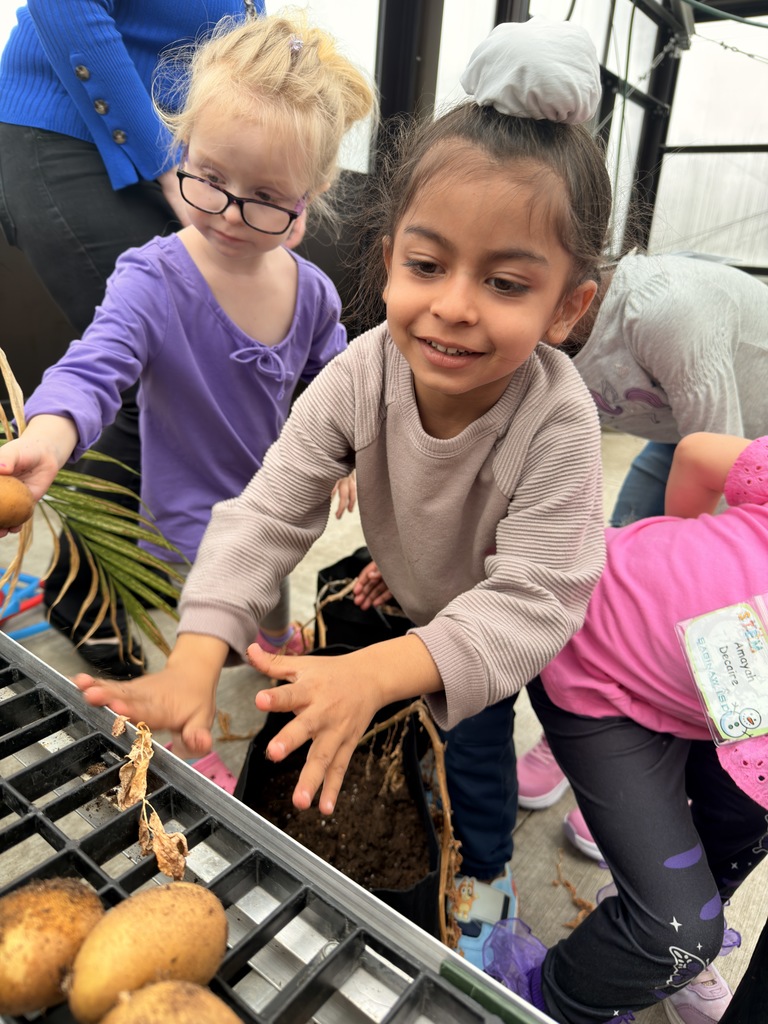 Students harvesting potatoes. 