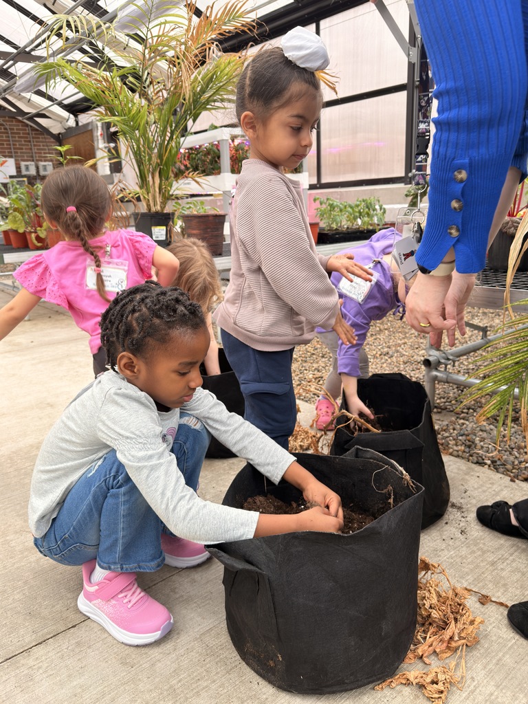 Students harvesting potatoes. 
