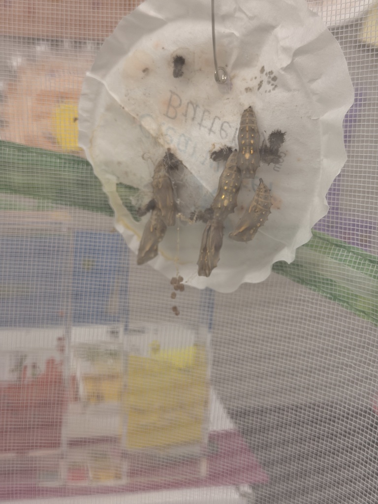 chrysalides