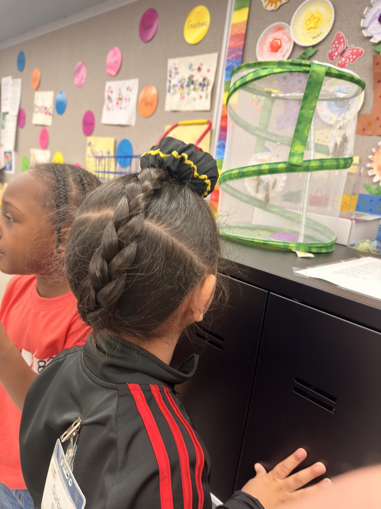 Students checking on chrysalides.