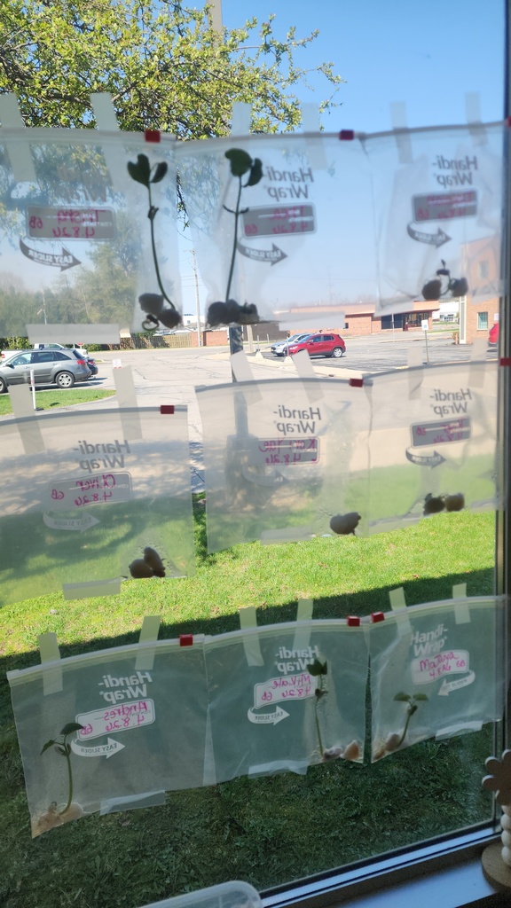 The beans have sprouted!! 