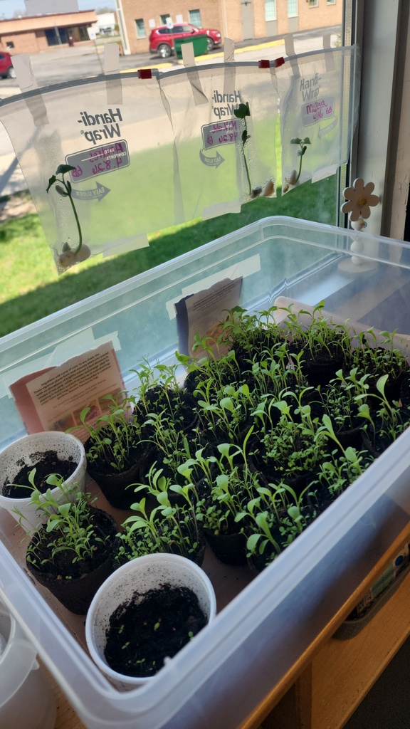 The flowers 💐  are almost ready for a bigger pot