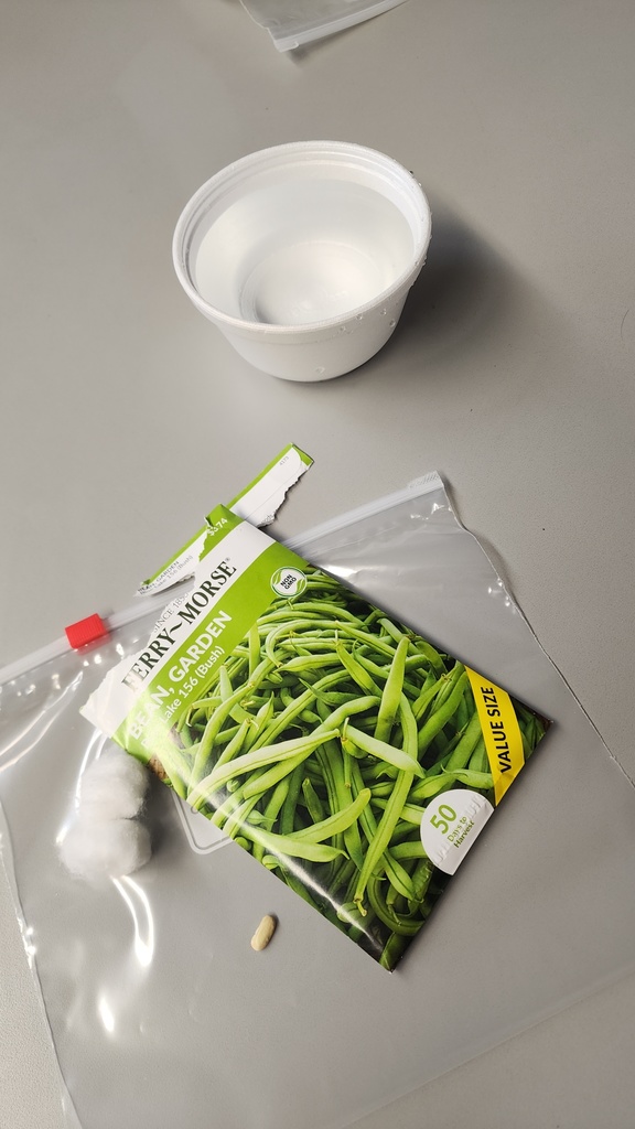 a before picture of the beans being planted using a baggie and cotton ball