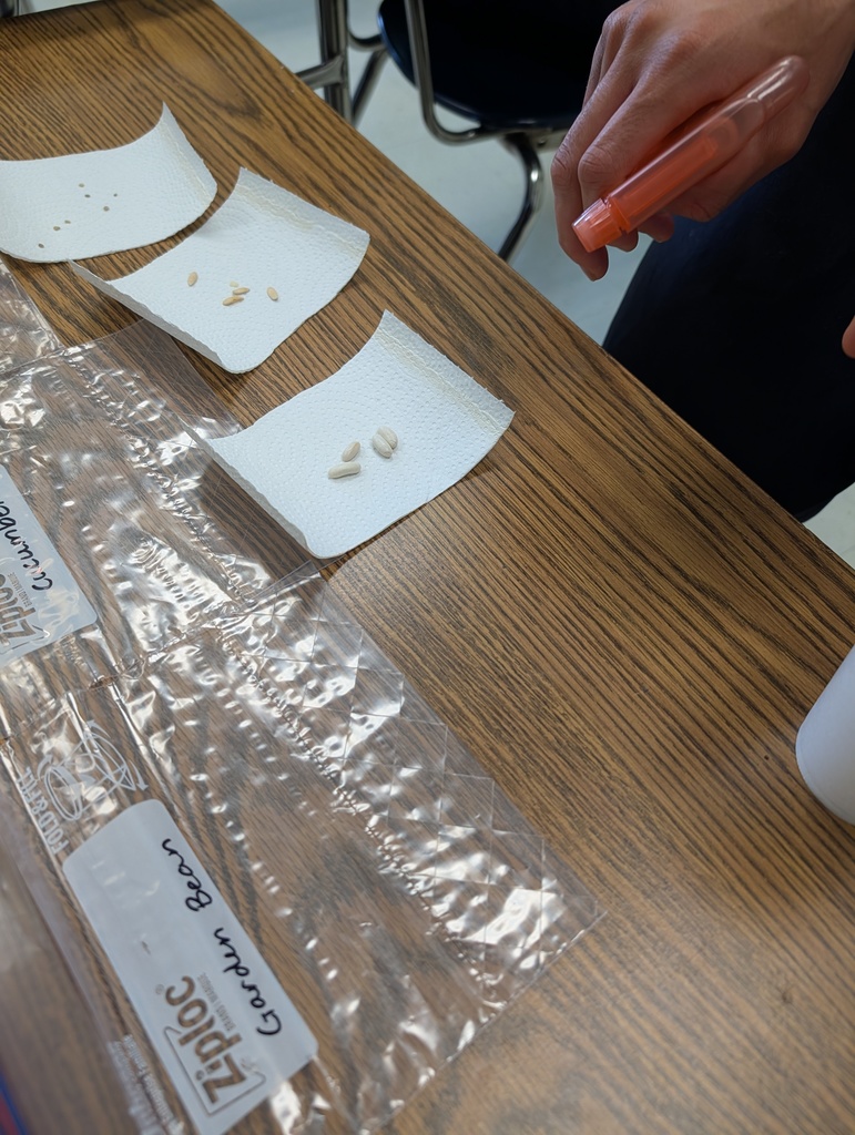 student using a spray bottle to dampen seeds, near a Ziploc bag labeled "garden bean"