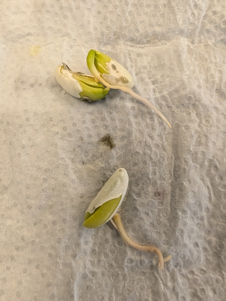 garden bean seeds, post-germination 