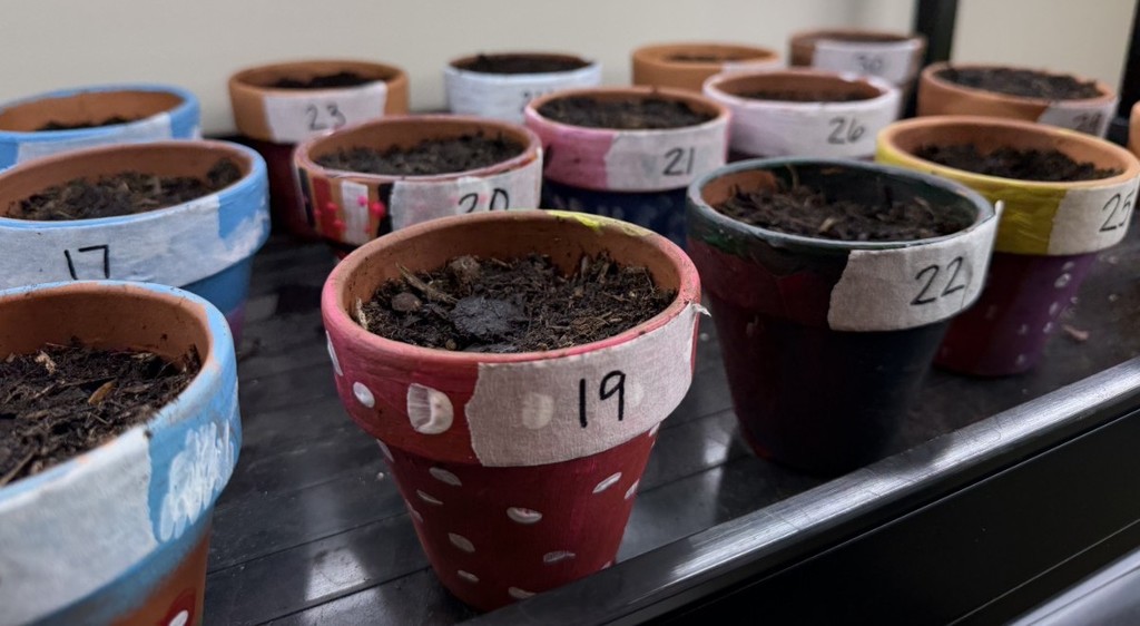 Rows of colorful planters full of damp soil, labeled numerically 