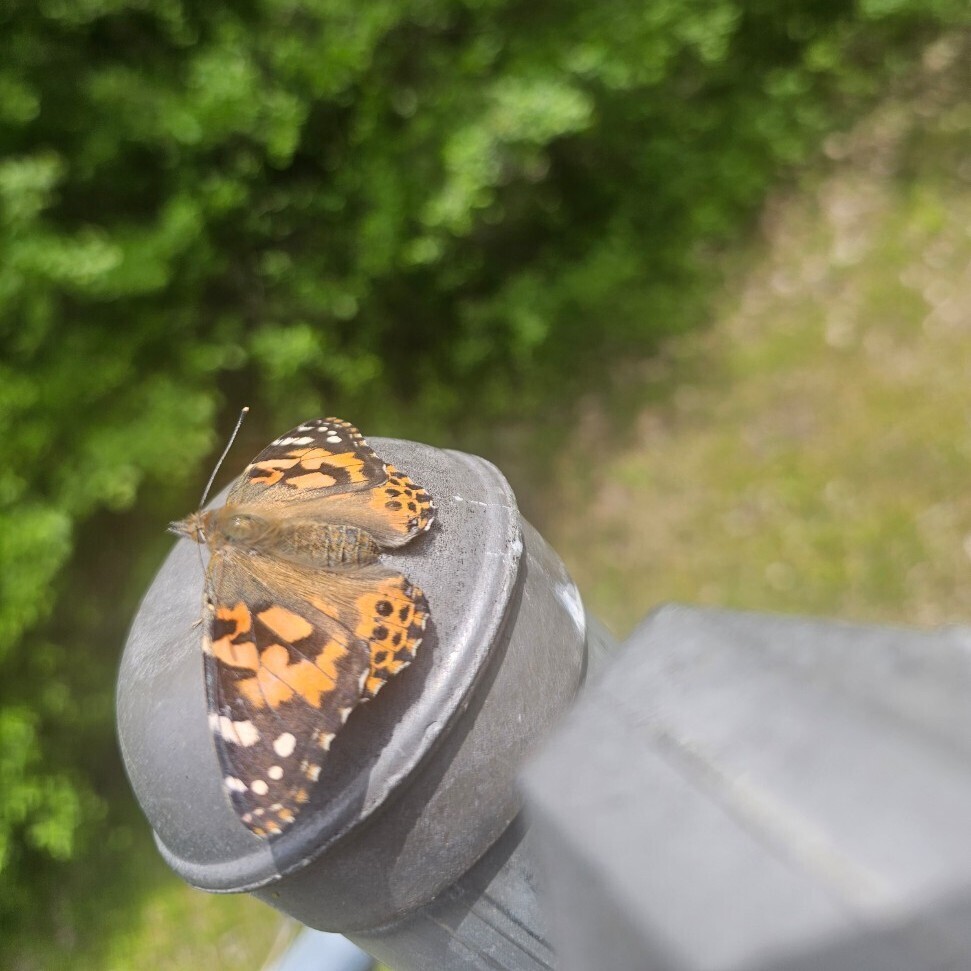 butterflies 